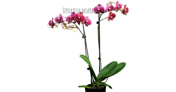 Ригаға қатынайтын пойыздың схемасы Моншадағы әйелдердің эротикалық фотосуреттері